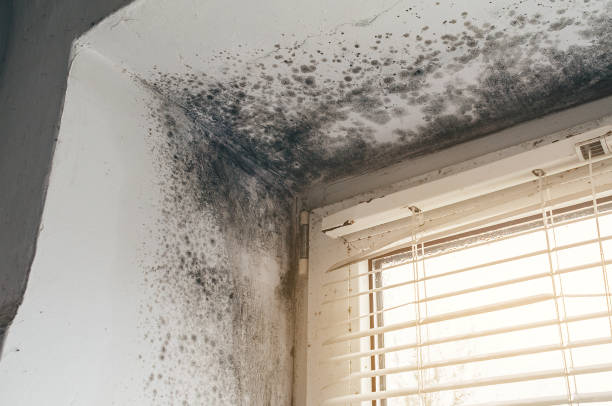 Affordable Mold Cleanup solutions in Oak Ridge, FL
